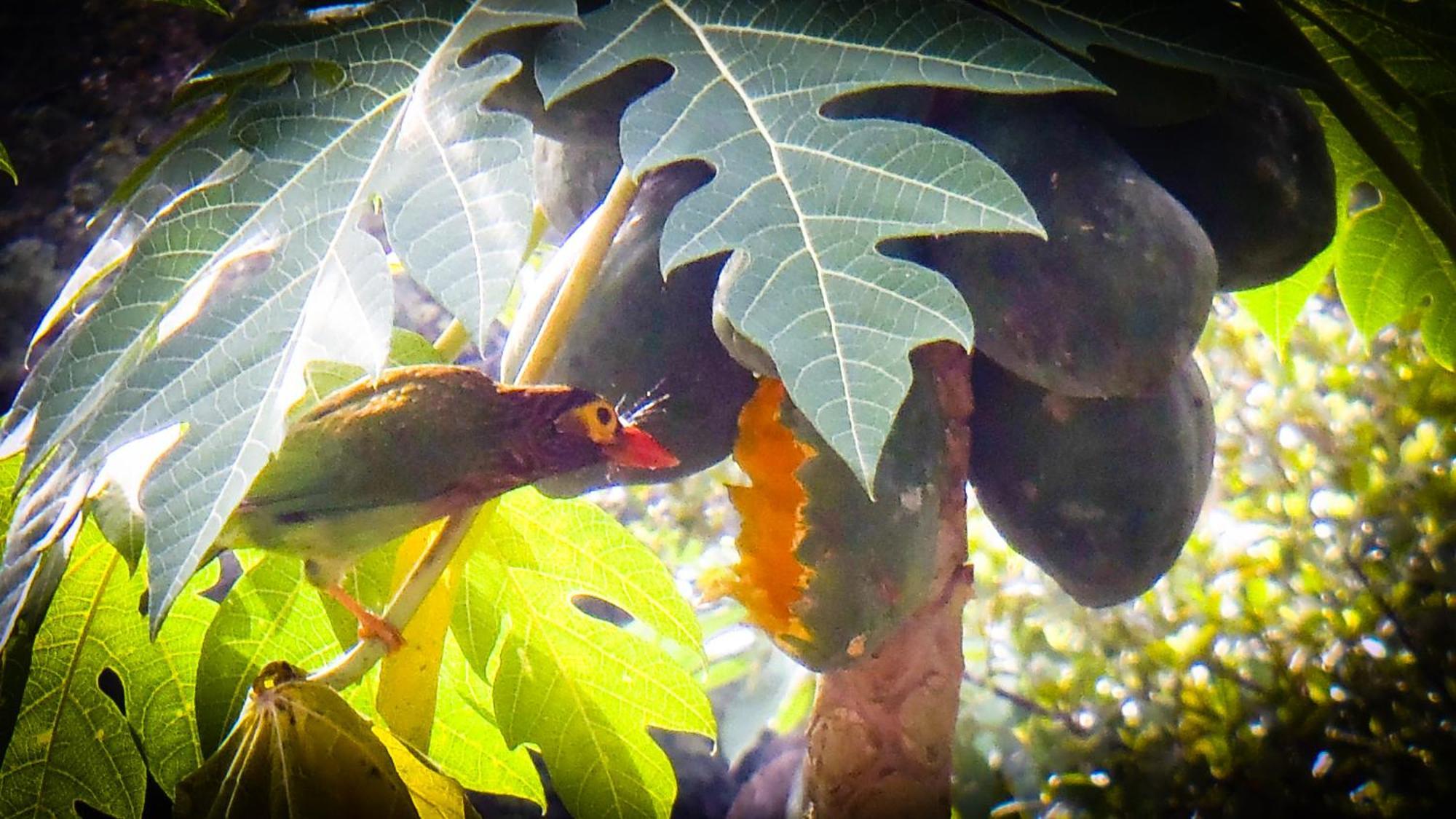 Singharaja Garden Agro Eco Lodge Pelawatta  Ngoại thất bức ảnh