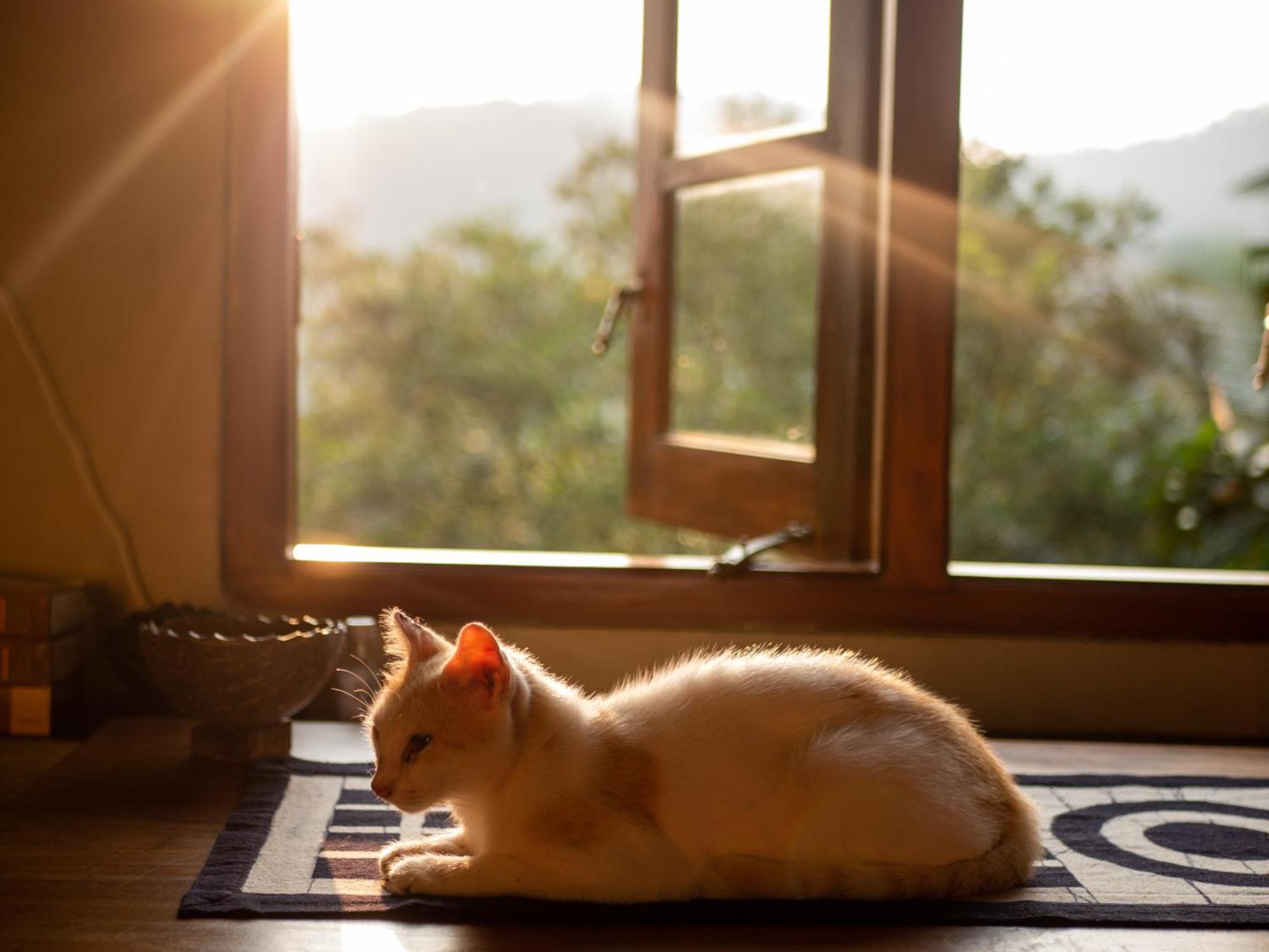Singharaja Garden Agro Eco Lodge Pelawatta  Ngoại thất bức ảnh